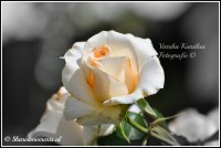 /album/fotogalerij/dsc-0250-bewerkt-C-jpg/